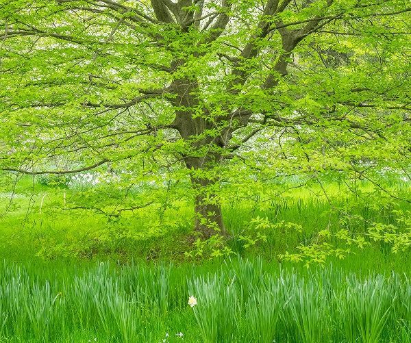 Pennsylvania-Wayne and Chanticleer Gardens spring green foliage trees and grass